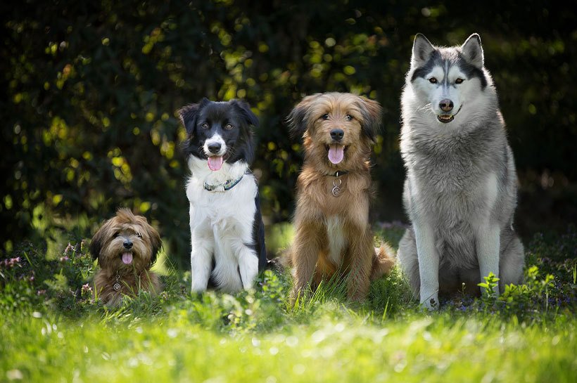 Cours collectifs d'éducation canine à Lézigneux (42)